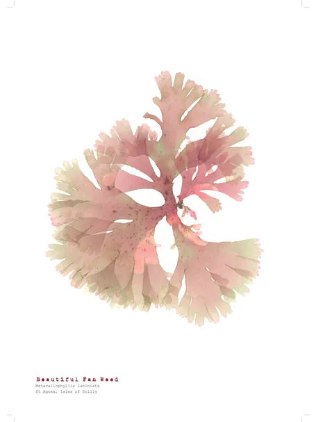 Molesworth & Bird A4 Print 'Beautiful Fan Weed'