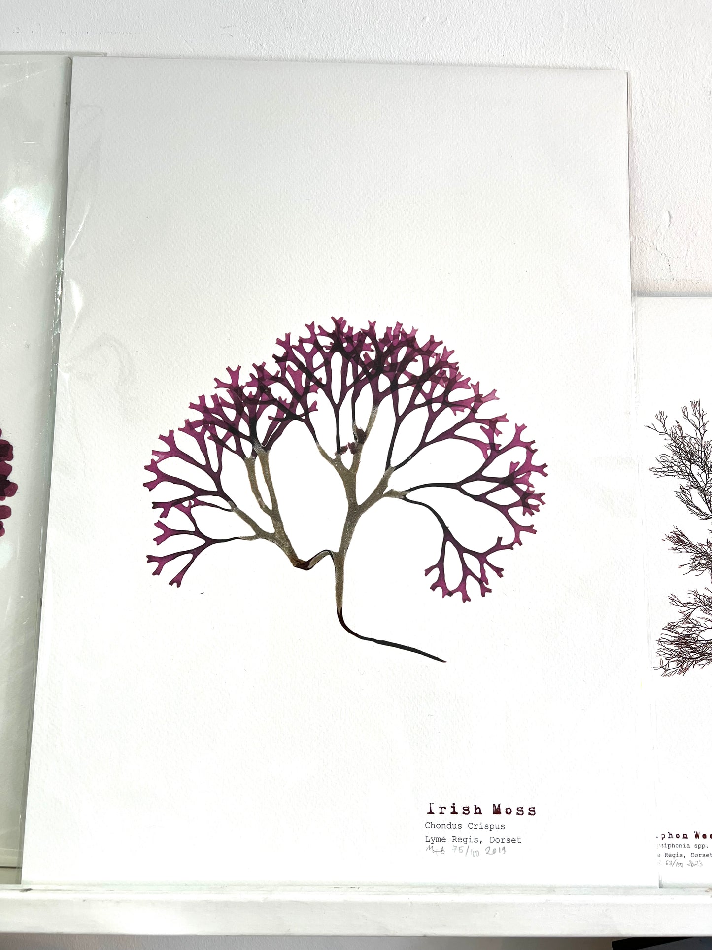 Molesworth & Bird A3 Print 'Irish Moss'