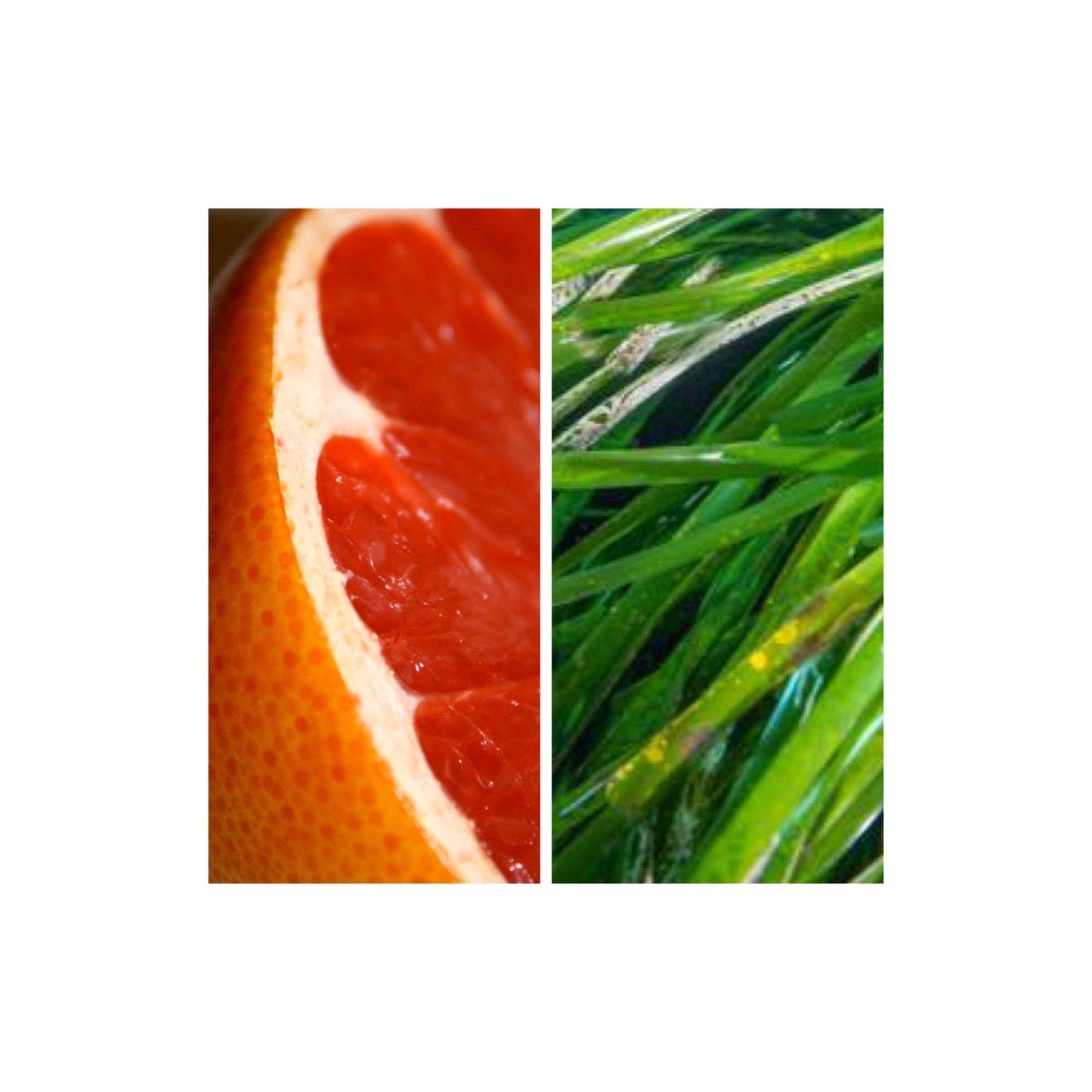 MODM Hand + Body Wash - Grapefruit + Seagrass