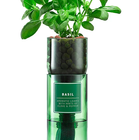 Hydro Herb Basil