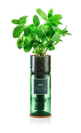 Hydro Herb Mint