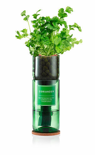 Hydro Herb Coriander