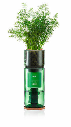 Hydro Herb Dill